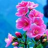 citra_362