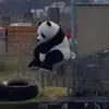 pandafrh