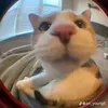 luutruongvu