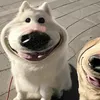 baololunvclra