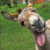 prettydonkey01