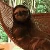 sirslothmeow3