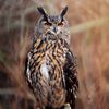 gryphonhudsonphotography