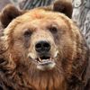 dar7hbear