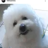 poodleflokinho