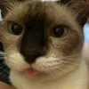 dyno_ori