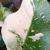 peapea_garden