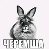 zalup_ka0