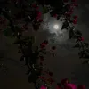 sosw4ggy_