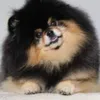 mochaloverdog