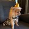 nalathepomeranian17