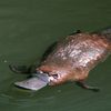 tweakingplatypus