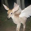 azra ౨ৎ