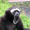 schoolbadmonkegood