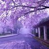shaimaqandeel3399