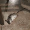 just_a_dead_rat