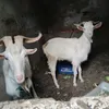 boualemsilarbi