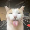 miyaki_