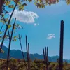 shefanhagi