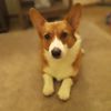 leah_the_corgi2
