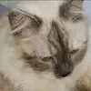 ljixd