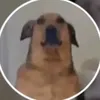 maskantie