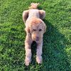 bodie_the_goldie