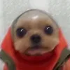 raisilience