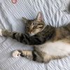 123catz