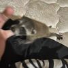 swipertheraccoon