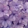 tropical_kiwi26