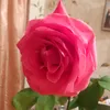 mira34z4