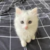 missmewmiu