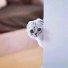 asmrblack0