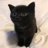 jeyiilagi