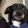 mercuryonrenegade