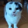 loavesofcatbread