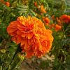 latifa7223
