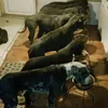 police.lady96