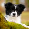 codydog6