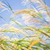 windy_2216