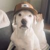 bob.thedog