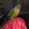 guacamolebird