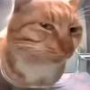 mekus53