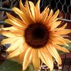 7355sunflowerlover