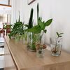justplantsandpets