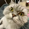varwwzd