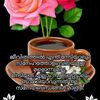 user3462473237049