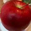onion.2k4
