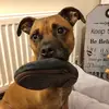 ted_the_dug